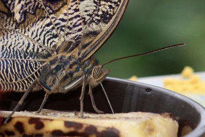 Butterfly 3, 2010