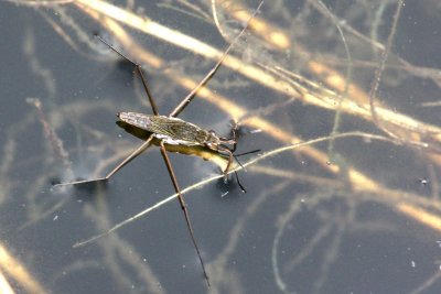 Animal that runs over water (?)