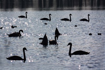 Swans, 2011