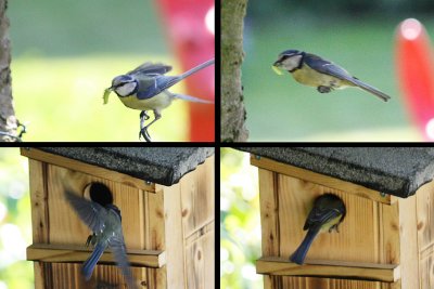 Feeding in progress, 2011