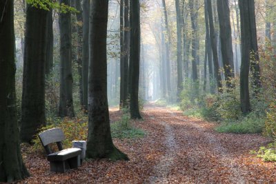In the forest