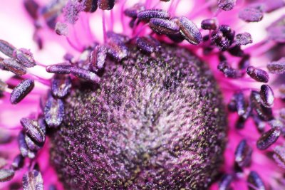 Macro 2, 2012