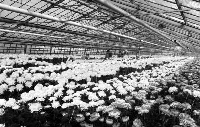 Greenhouses, flowers and vegetables, important industries here