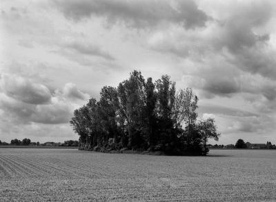 Trees in the Field 1