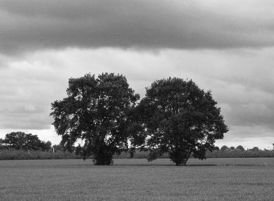 Trees in the field 2