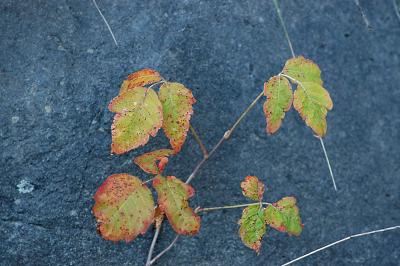 Poison Ivy