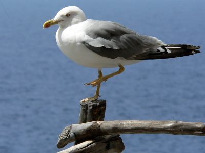 Gaviota, menorca