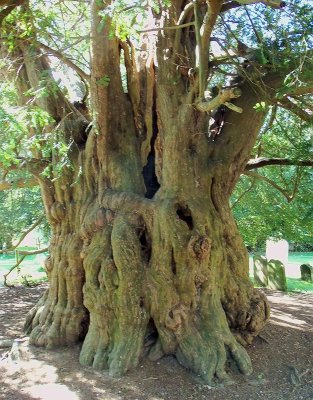 600 YEAR-OLD YEW'S TRUNK