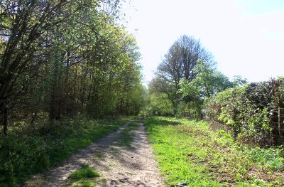 TRACK BY THE WOODS