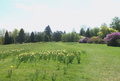 VIEW TO THE PINETUM