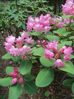 SMALL RHODODENDRONS