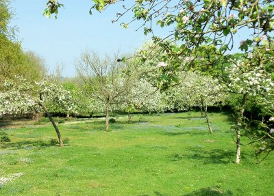 THE ORCHARD  . 1