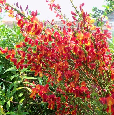 RED BROOM BUSH