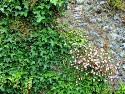 ANCIENT WALL