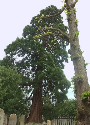 HUGE ANCIENT YEW TREE