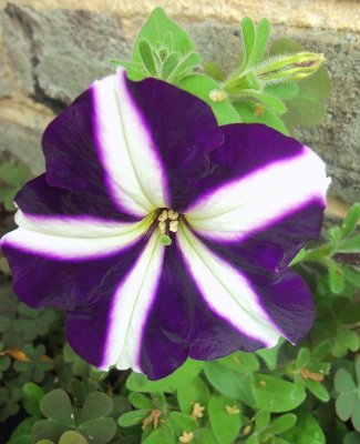 STRIPED PETUNIA