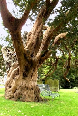 THE ANCIENT YEW