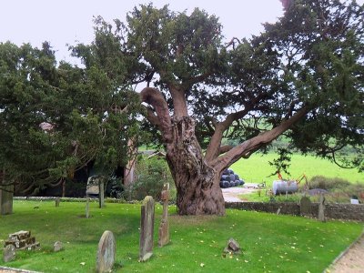 THE ANCIENT YEW . 1