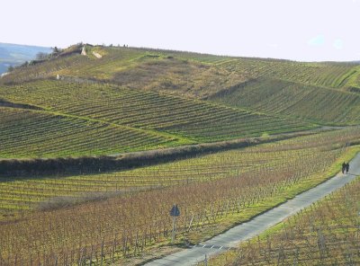 PATH THROUGH THE VINEYARDS