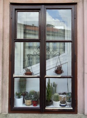 CACTI WINDOW