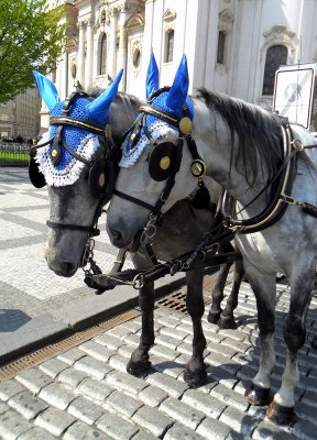 CARRIAGE HORSES . 1