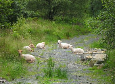 RURAL SCENES