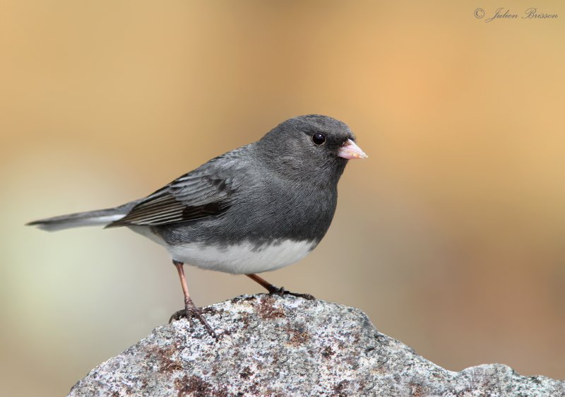 Junco ardoise