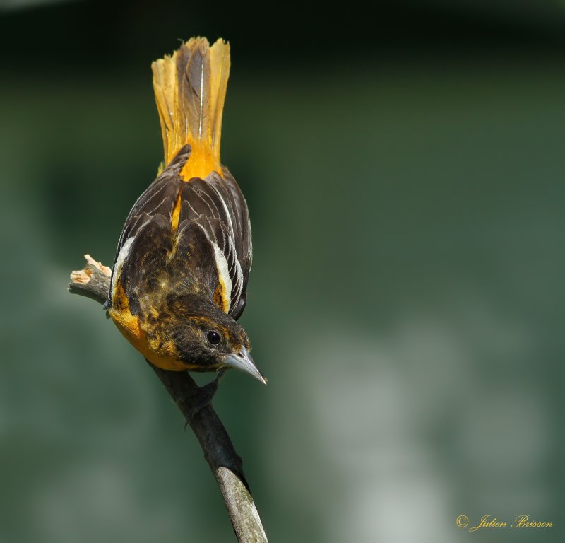 Oriole de Baltimore femelle