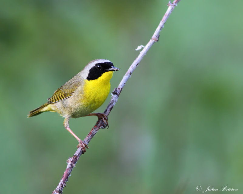 Paruline masquee