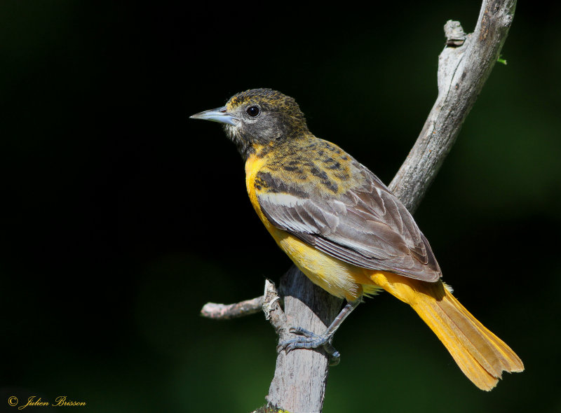 Oriole femelle