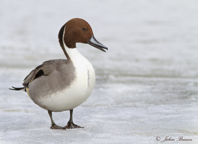 Canard Pilet