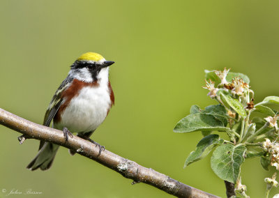 Paruline flancs marron