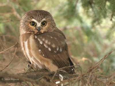 Petite nyctale - Northern Saw-whet Owl