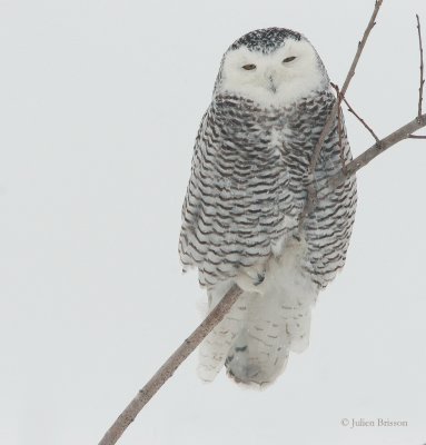 Harfang des neiges immature - Young Snowy Owl