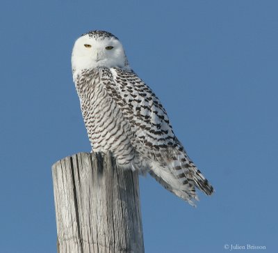 Harfang des neiges immature - Young Snowy Owl
