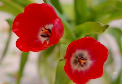 Tulips02.jpg