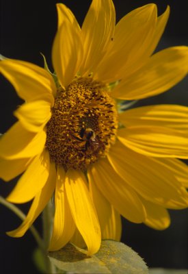 sunflower_02.jpg