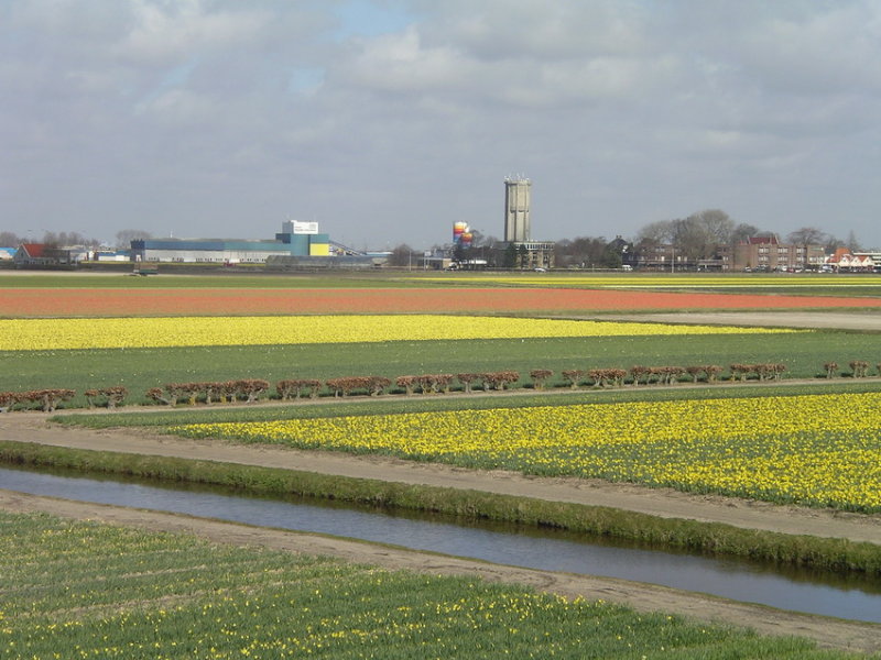 Tulips from Amsterdam