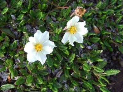 Mountain Avens