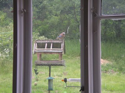 Kitchen window