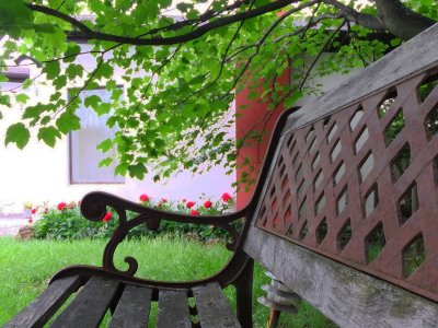 Bench and roses