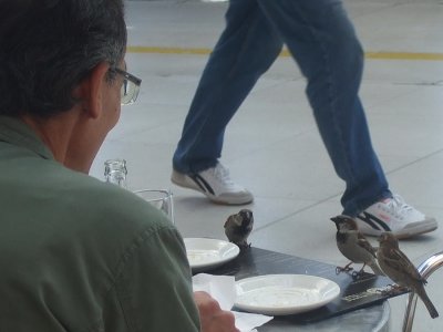 Sparrows at the coffee house