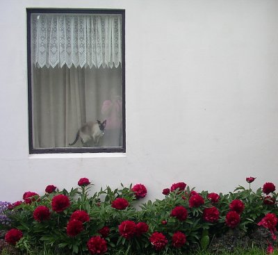 A cat in the window