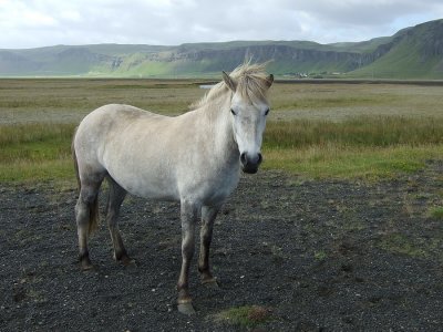 The icelandic horse