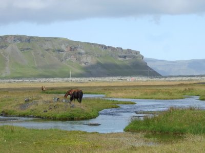 Three horses