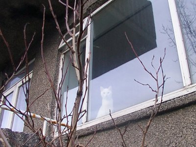 A cat in the window