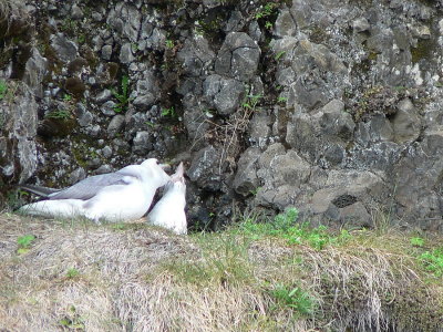 Fulmar