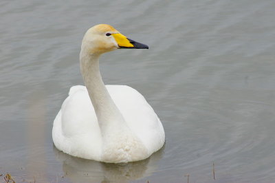 svanurIMGP1791.JPG 800.jpg
