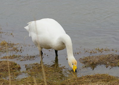 svanurIMGP1817.JPG 800.jpg