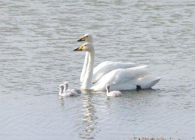 Proud family